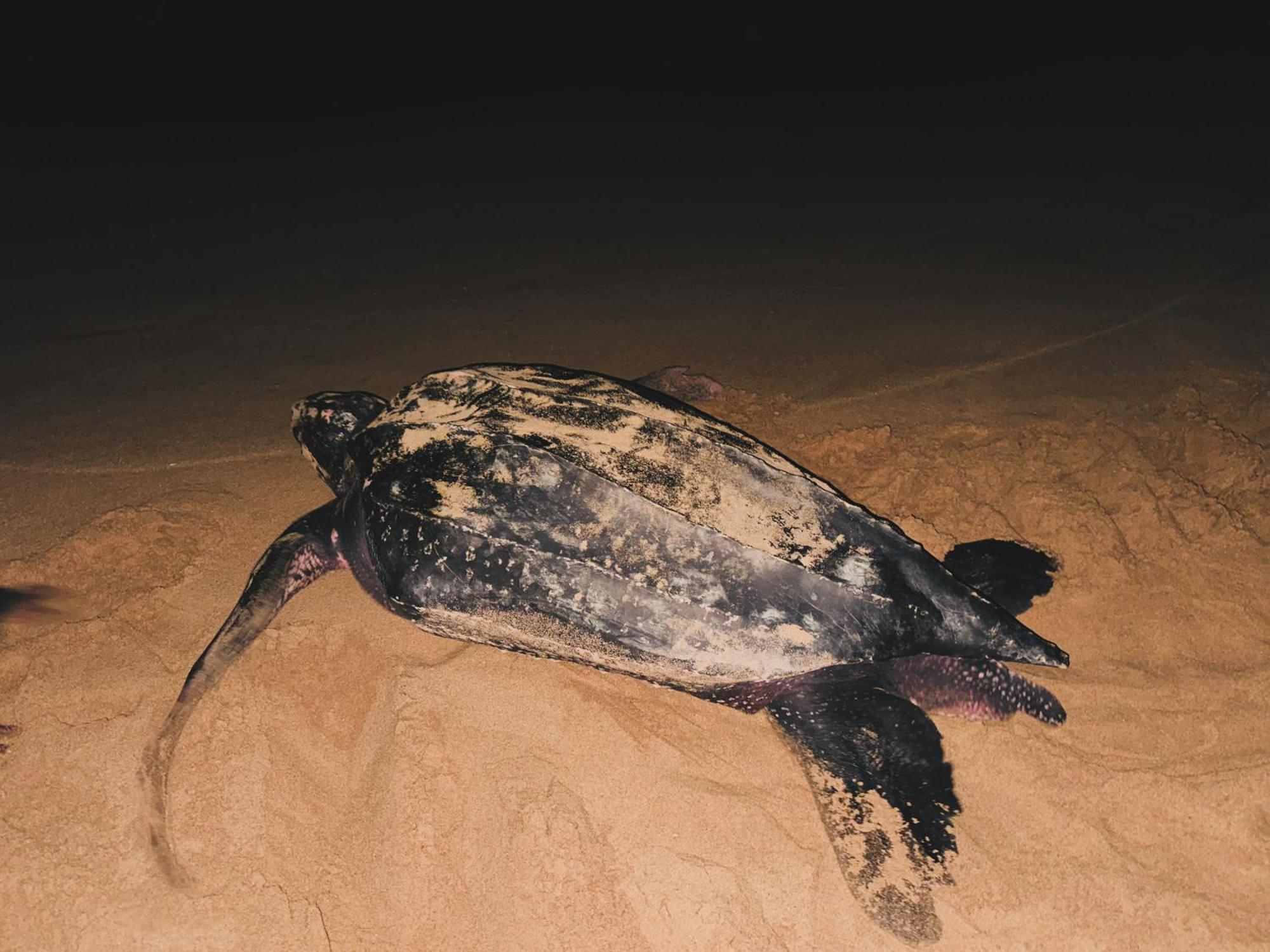 Shine Wave Turtle Beach Tangalle Luaran gambar