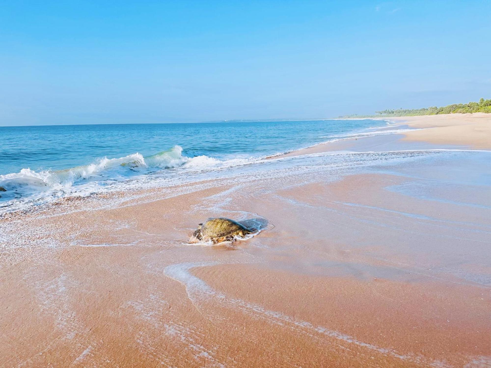 Shine Wave Turtle Beach Tangalle Luaran gambar