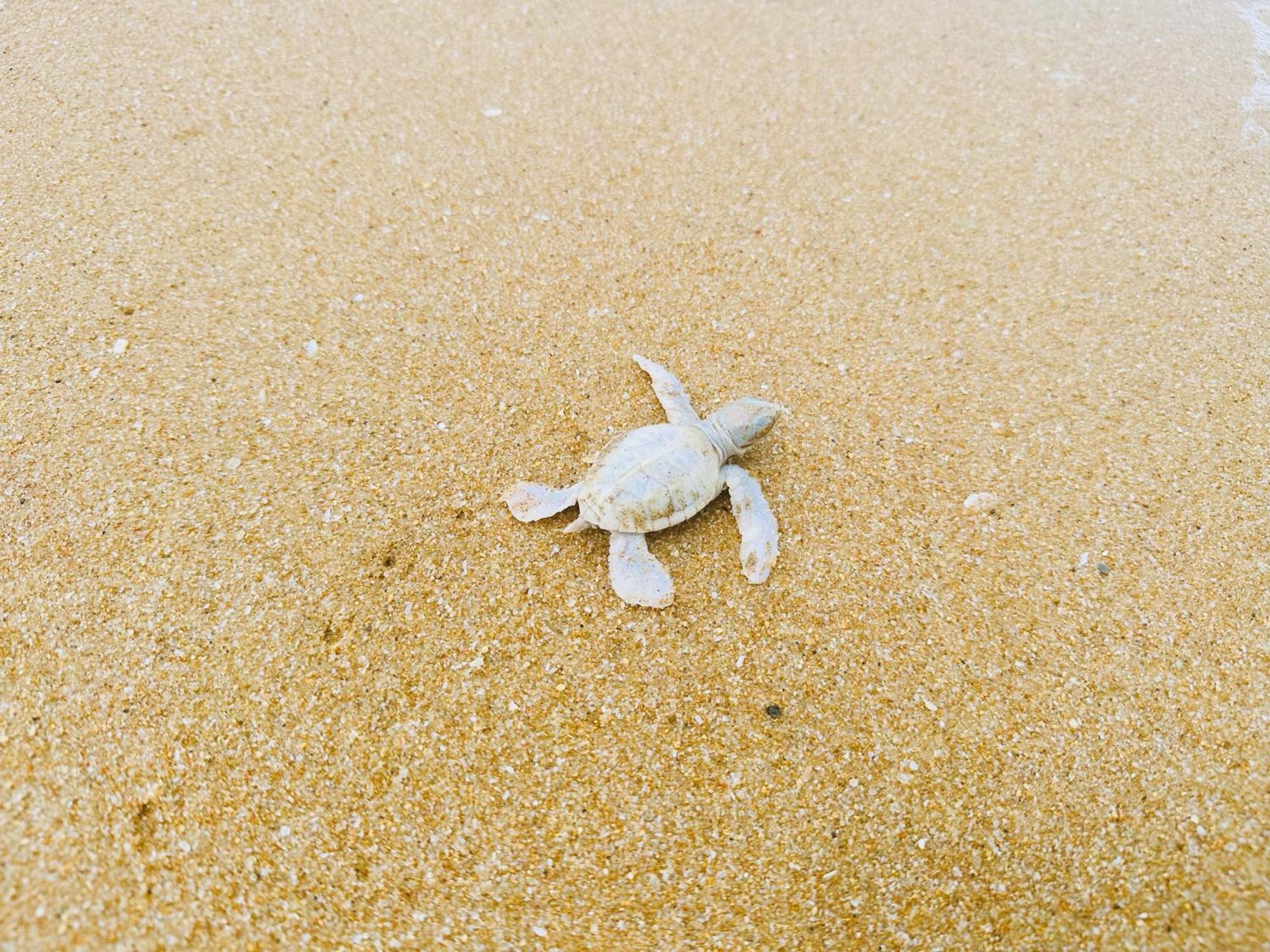 Shine Wave Turtle Beach Tangalle Luaran gambar
